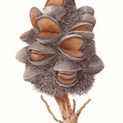 Banksia serrata cone