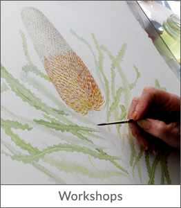 botanical-art-australia-workshops-leonie-norton